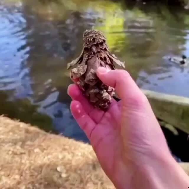 带你吃瓜之毒蘑菇,毒蘑菇的神秘世界与防范之道