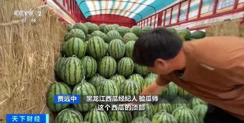 自由吃瓜基地鹿包,自由吃瓜基地的奇幻之旅