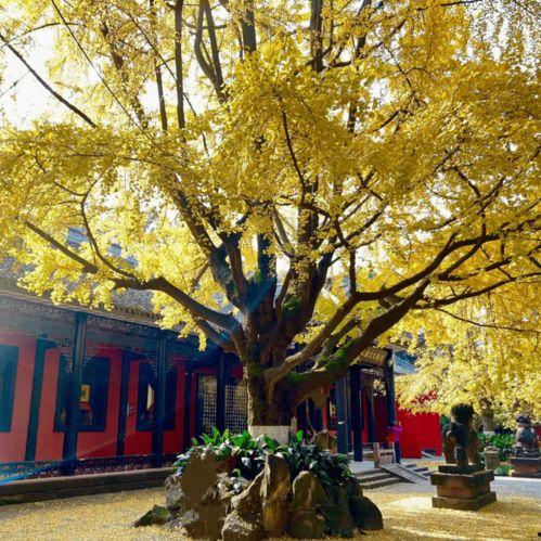 成都网红打卡地红墙,红墙映衬下的时尚风情