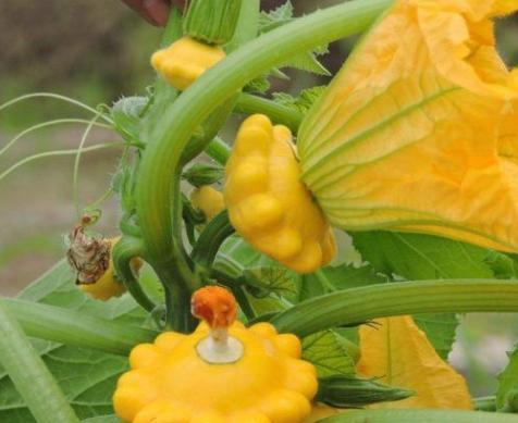 观赏瓜可以吃吗,辨别可食用性指南