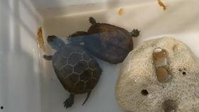 喂草龟吃瓜,喂草龟吃瓜的温馨时光