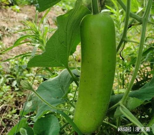 菜园里的瓜怎么吃,菜园瓜的多样食法探索