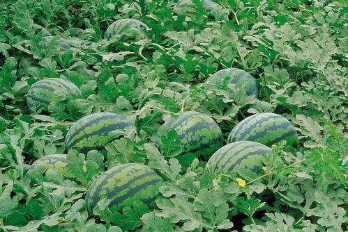 廊坊科森电器吃瓜