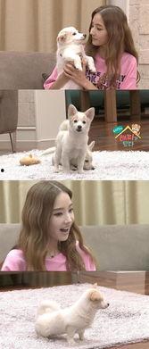 从死狗到明星,从街头流浪到闪耀明星的传奇之路