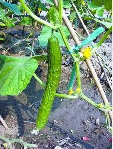 朝阳吃瓜在线观看,揭秘热门事件背后的真相