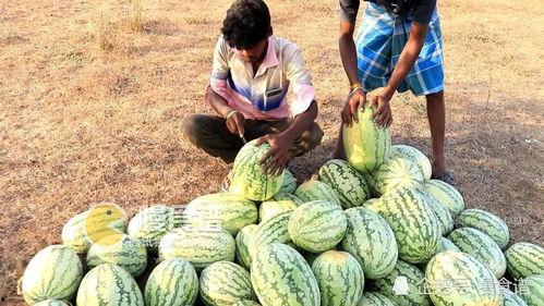 摘瓜吃视频,一场视觉盛宴的瓜田奇遇